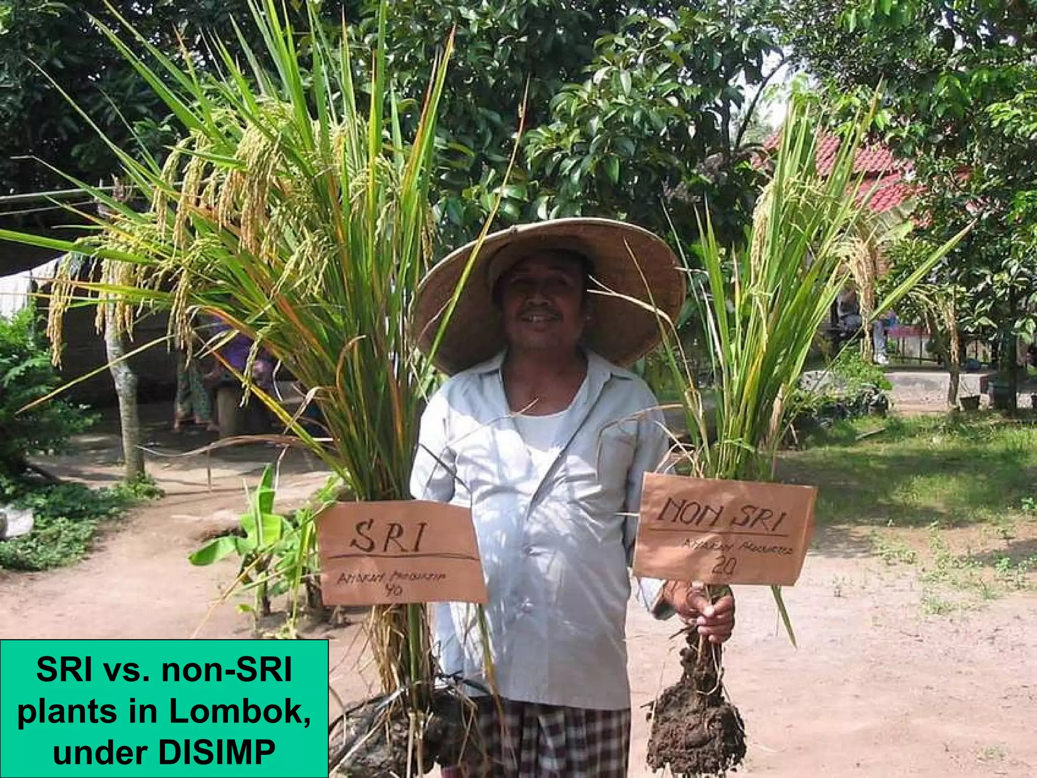 SRI vs. non-SRI plants in Lombok, under DISIMP 