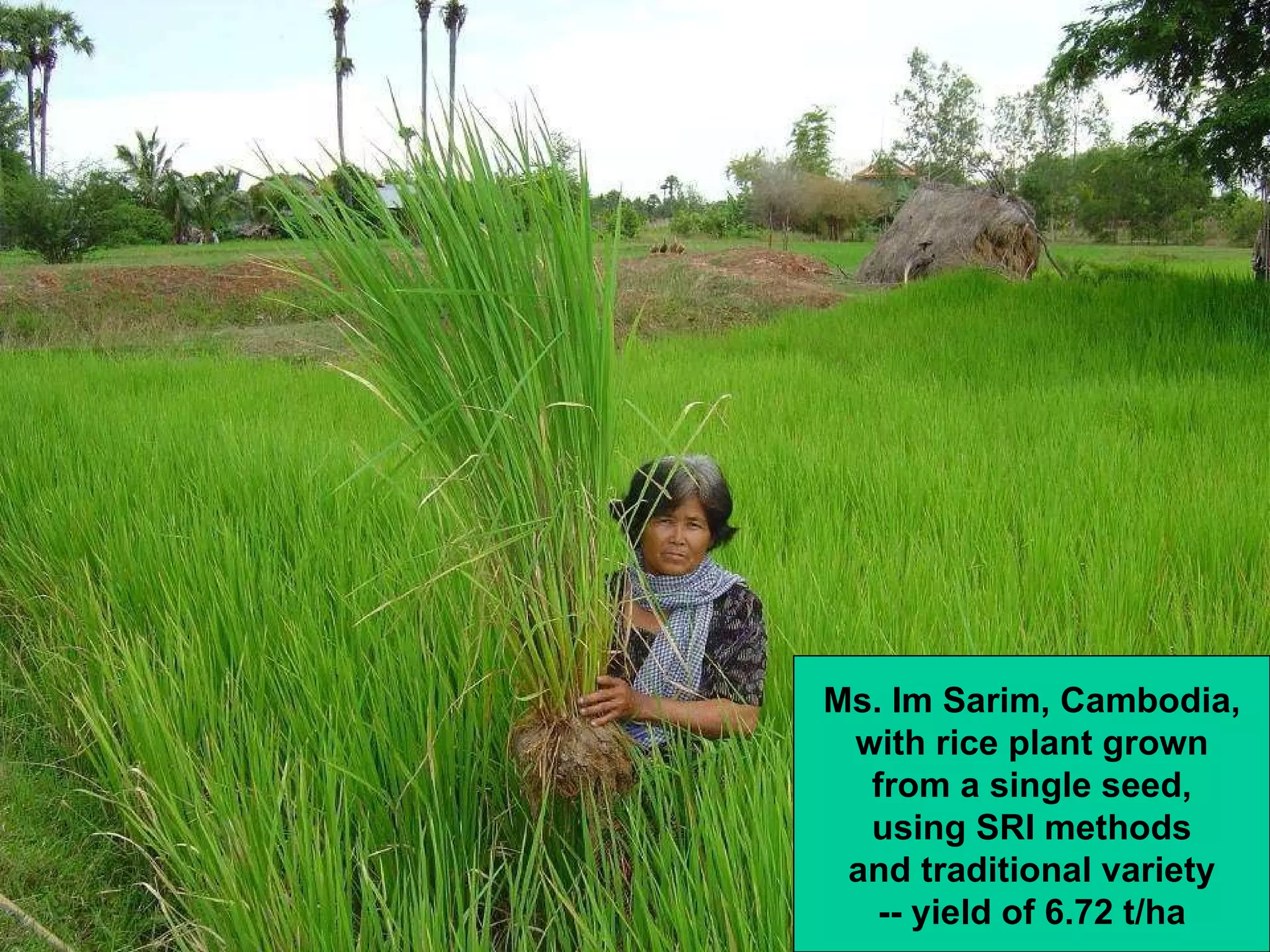 Ms. Im Sarim, Cambodia, with rice plant grown from a single seed, using SRI methods and traditional variety -- yield of 6.72 t/ha 