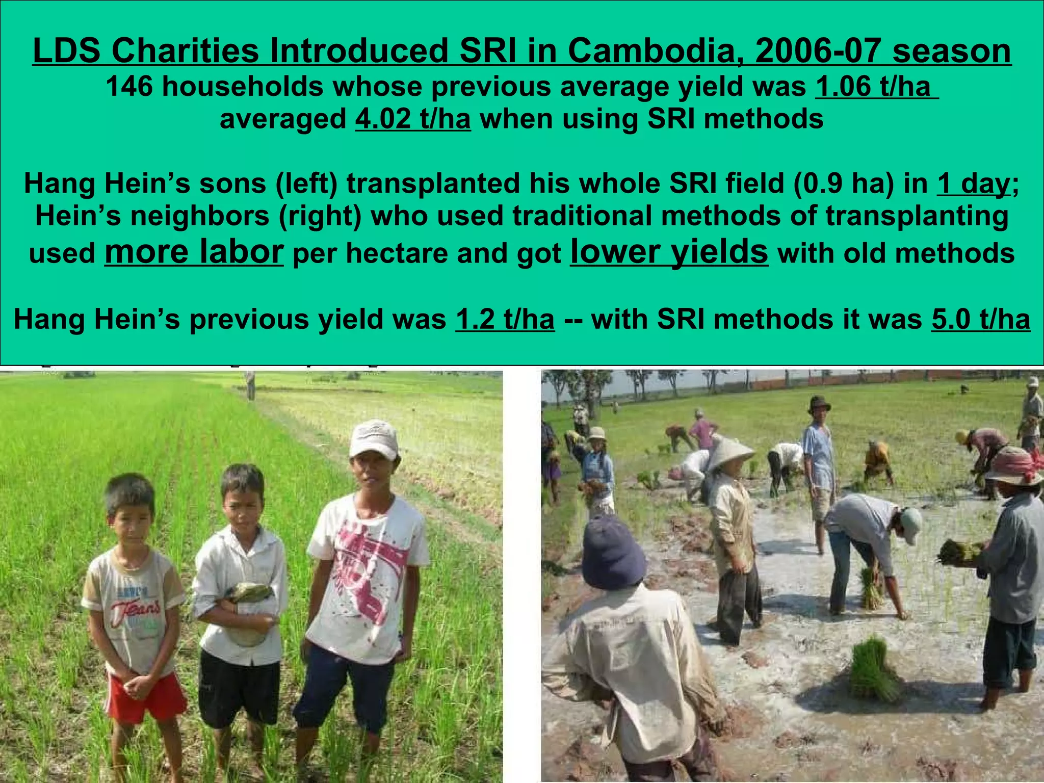 LDS Charities Introduced SRI in Cambodia, 2006-07 season 146 households whose previous average yield was  1.06 t/ha  averaged  4.02 t/ha  when using SRI methods Hang Hein’s sons (left) transplanted his whole SRI field (0.9 ha) in  1 day ; Hein’s neighbors (right) who used traditional methods of transplanting used  more labor  per hectare and got  lower yields  with old methods Hang Hein’s previous yield was  1.2 t/ha  -- with SRI methods it was  5.0 t/ha 