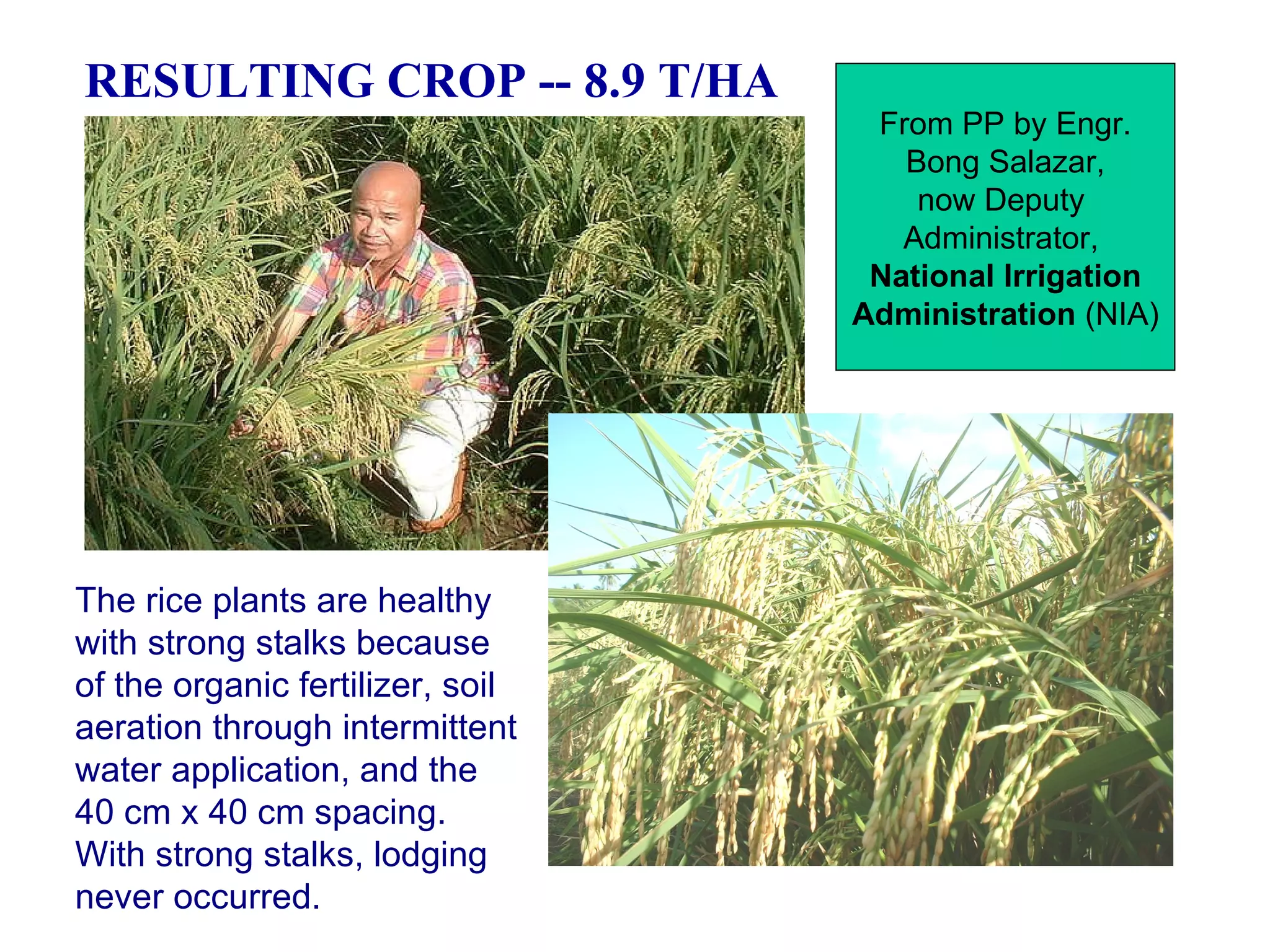 RESULTING CROP -- 8.9 T/HA The rice plants are healthy with strong stalks because of the organic fertilizer, soil aeration through intermittent water application, and the 40 cm x 40 cm spacing. With strong stalks, lodging never occurred. From PP by Engr. Bong Salazar, now Deputy  Administrator,  National Irrigation Administration  (NIA) 