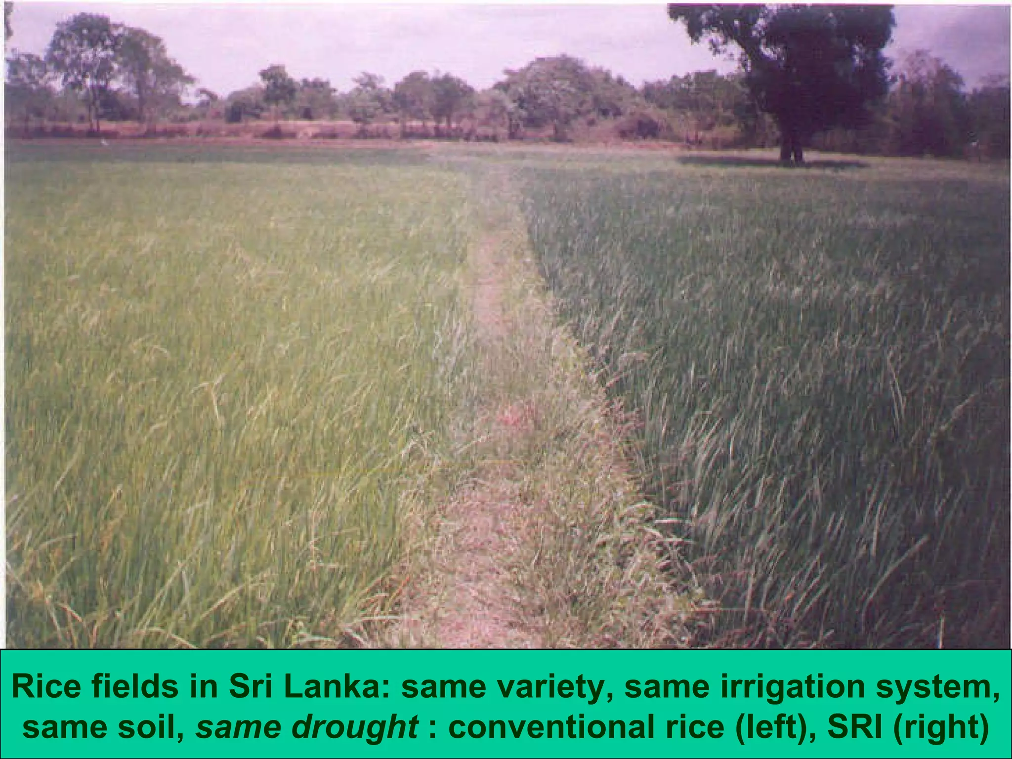 Rice fields in Sri Lanka: same variety, same irrigation system, same soil,  same drought  : conventional rice (left), SRI (right) 