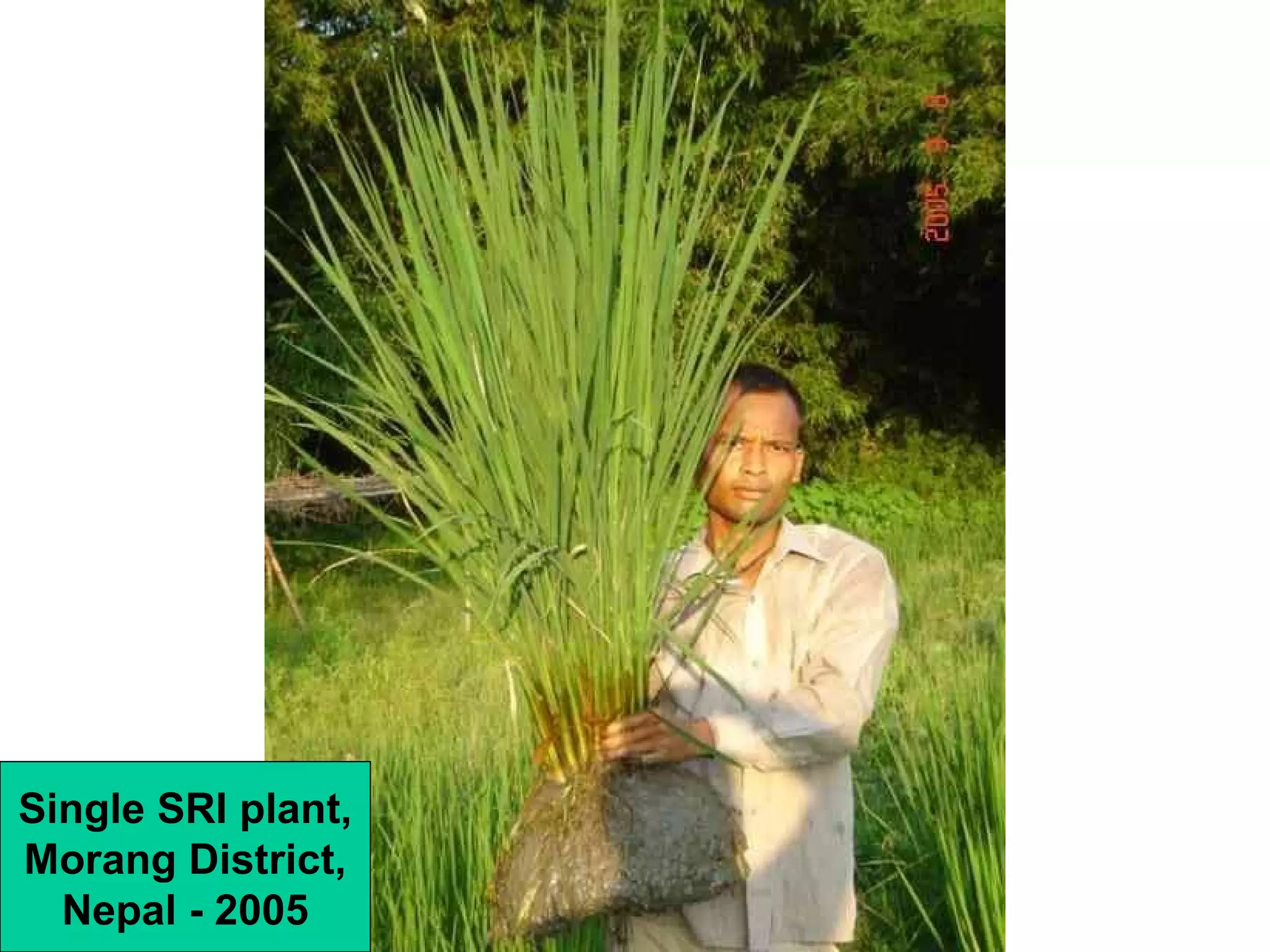 Single SRI plant, Morang District, Nepal - 2005 
