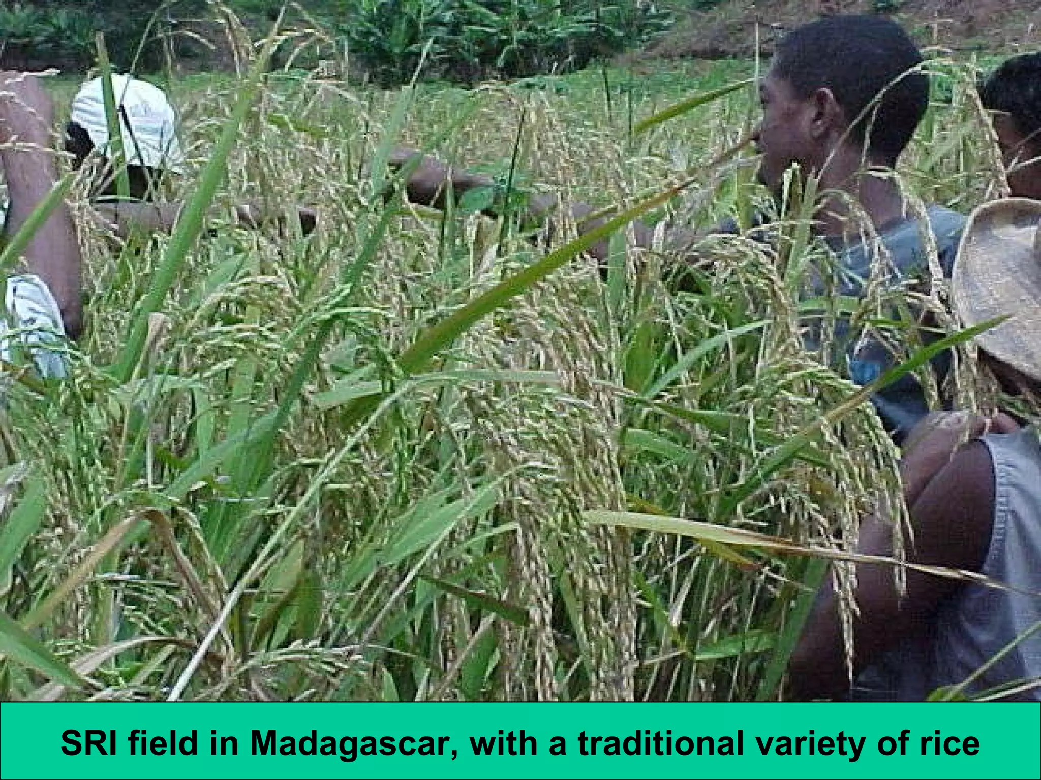 SRI field in Madagascar, with a traditional variety of rice 