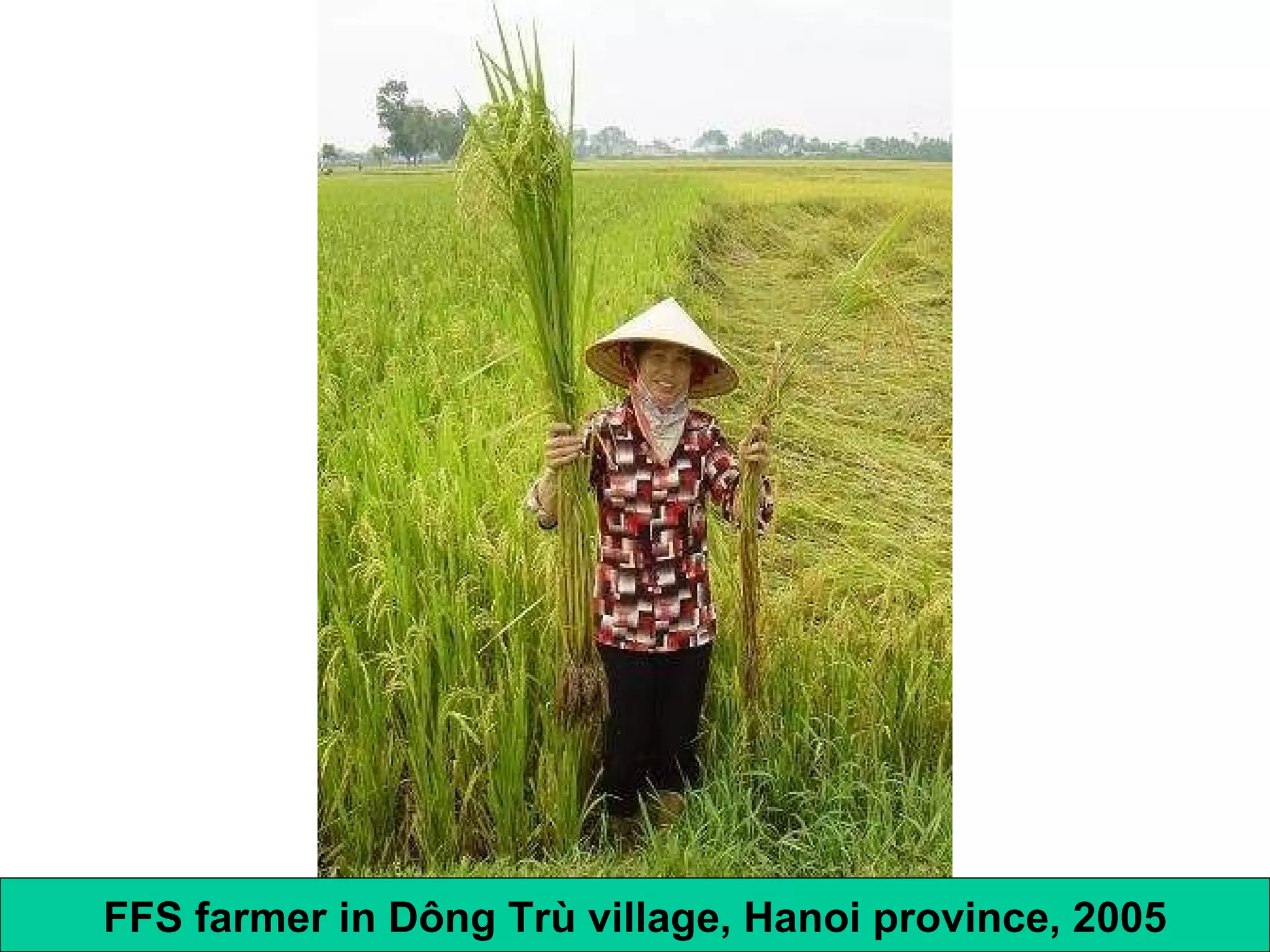FFS farmer in D ông Trù village, Hanoi province, 2005 