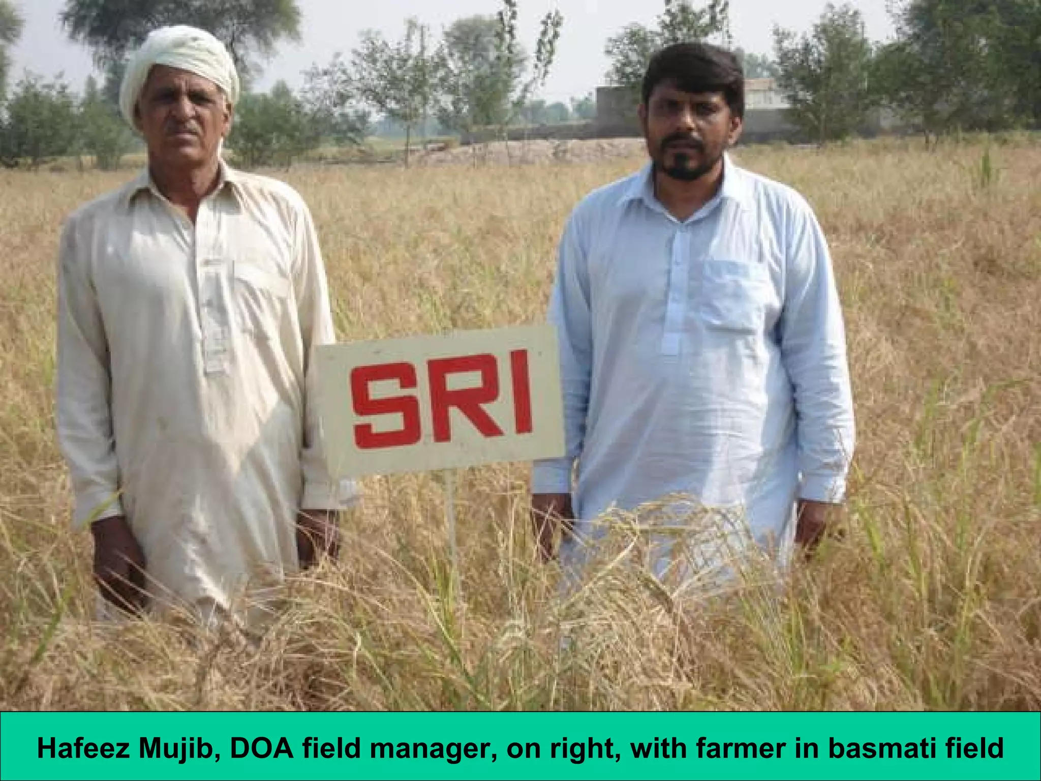 Hafeez Mujib, DOA field manager, on right, with farmer in basmati field 