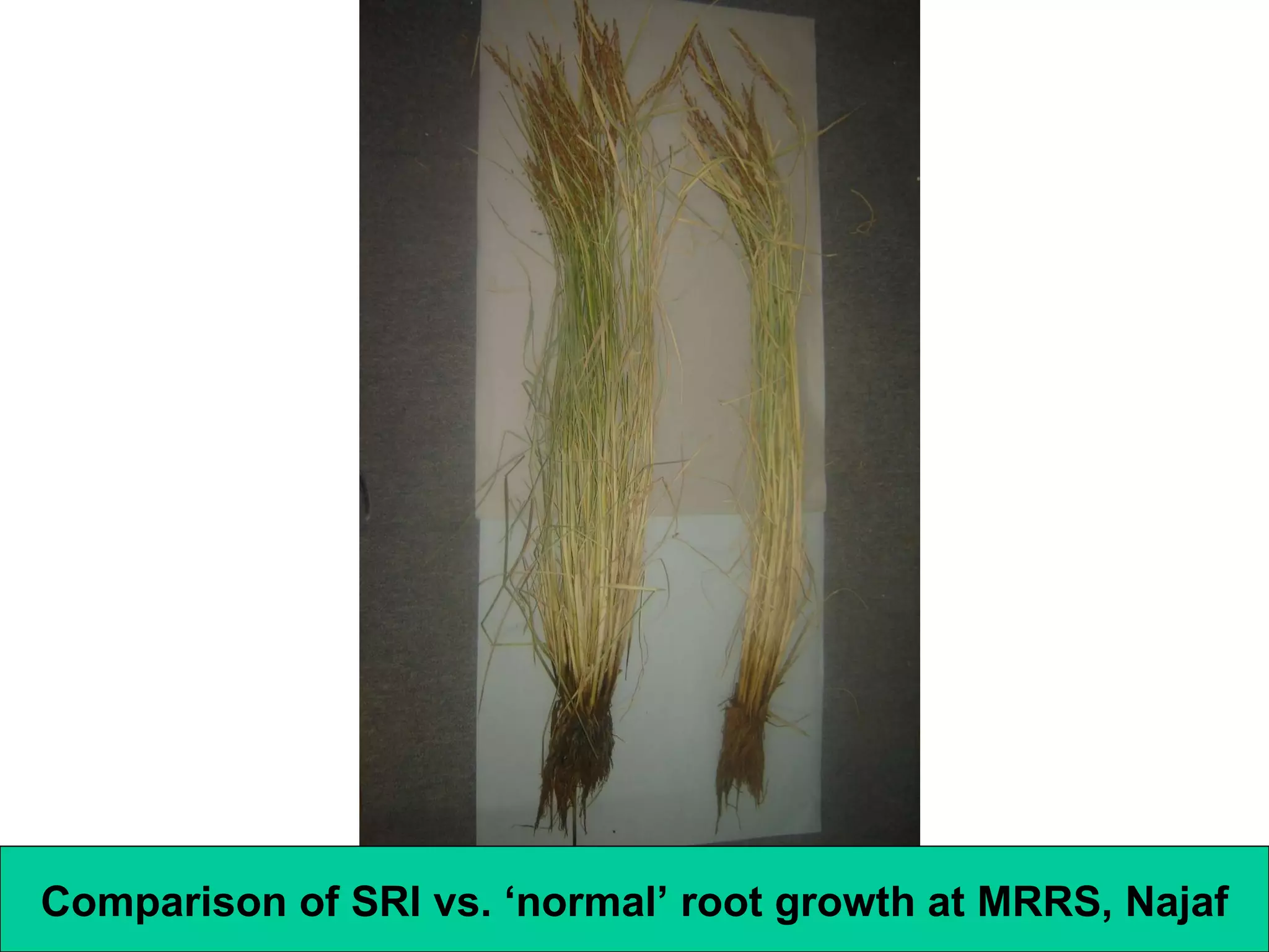 Comparison of SRI vs. ‘normal’ root growth at MRRS, Najaf 