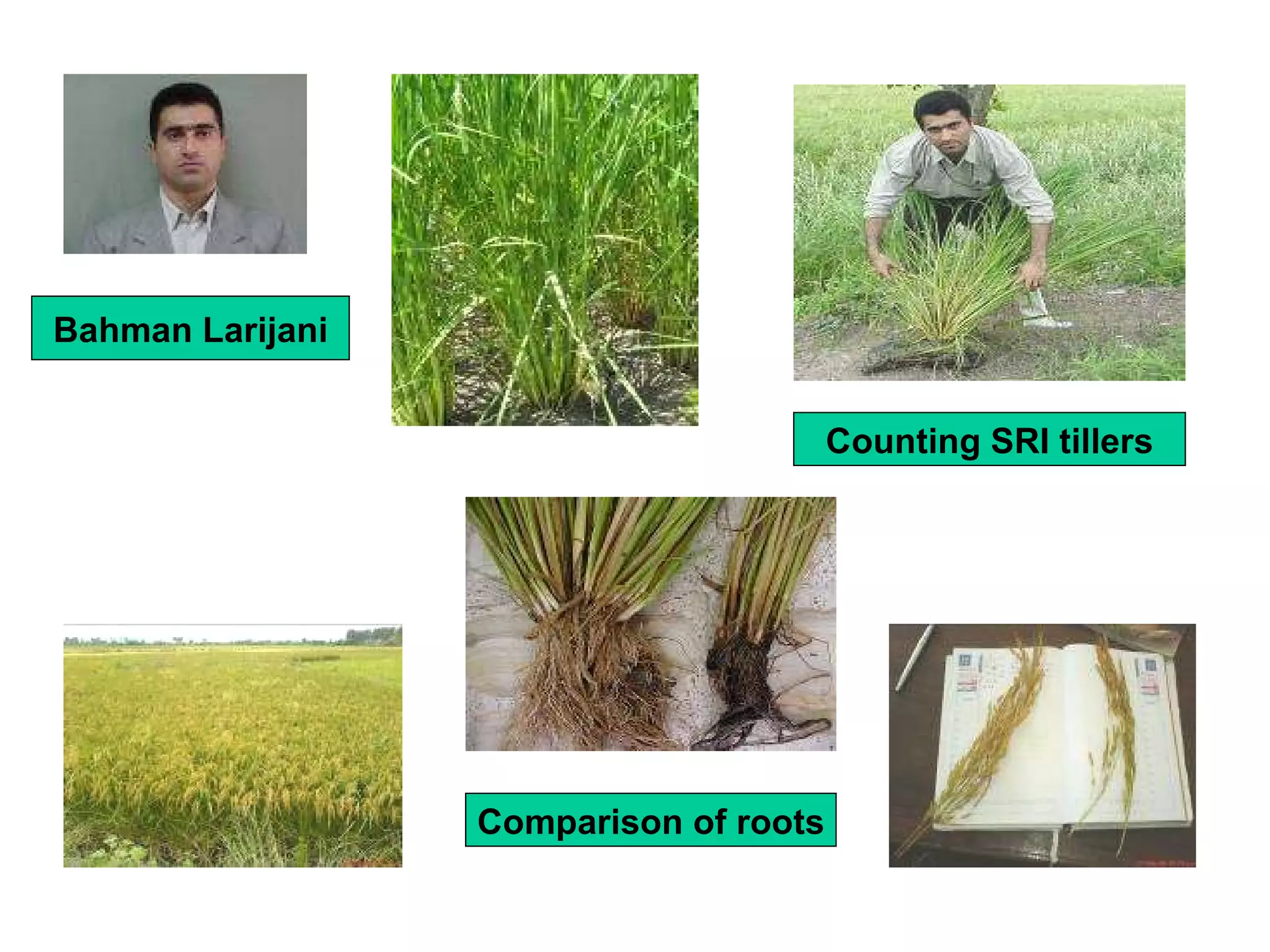 Bahman Larijani Counting SRI tillers Comparison of roots 