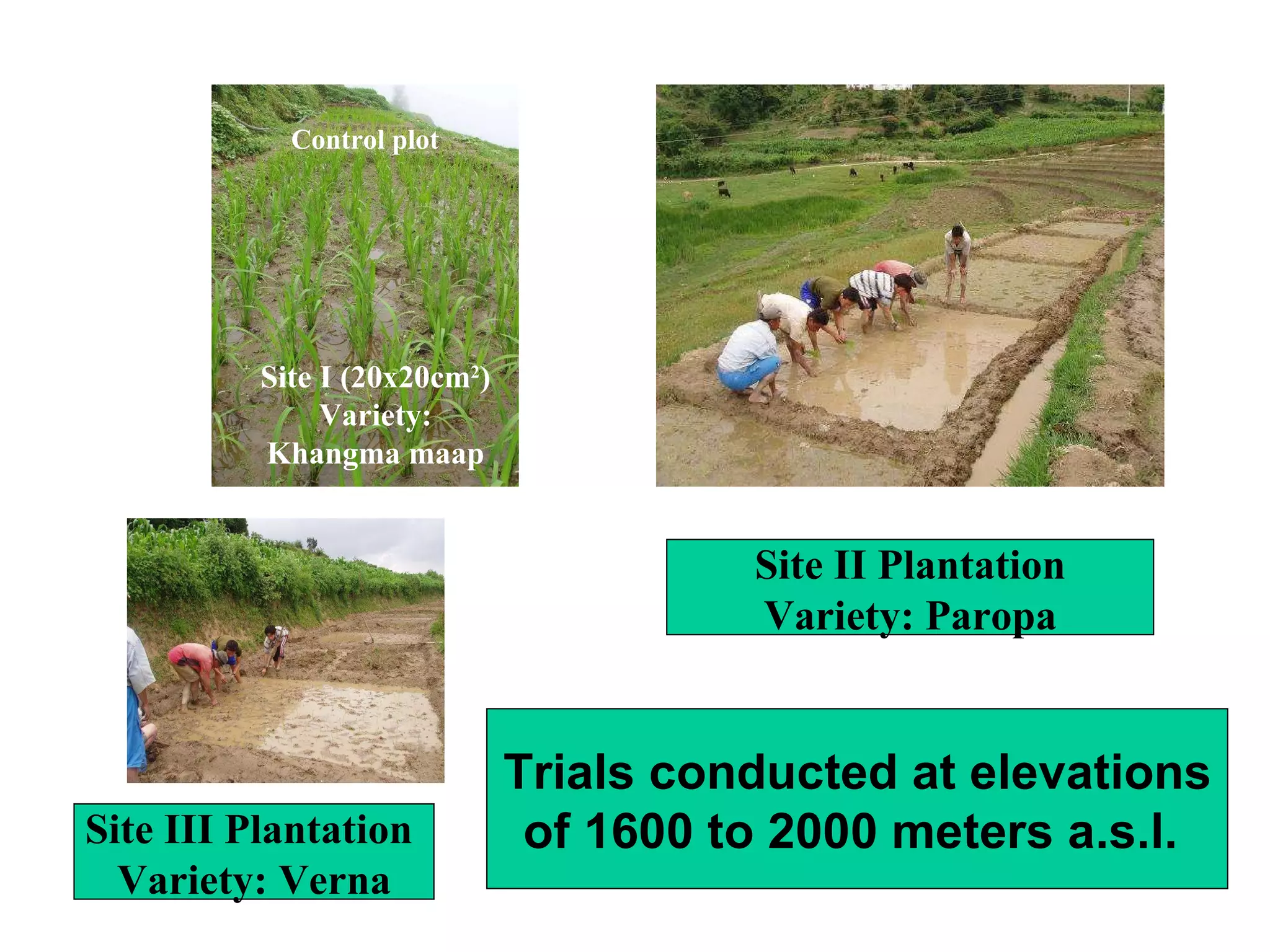Site III Plantation  Variety: Verna Site II Plantation Variety: Paropa Trials conducted at elevations of 1600 to 2000 meters a.s.l.  Site I (20x20cm 2 ) Variety: Khangma maap Control plot 
