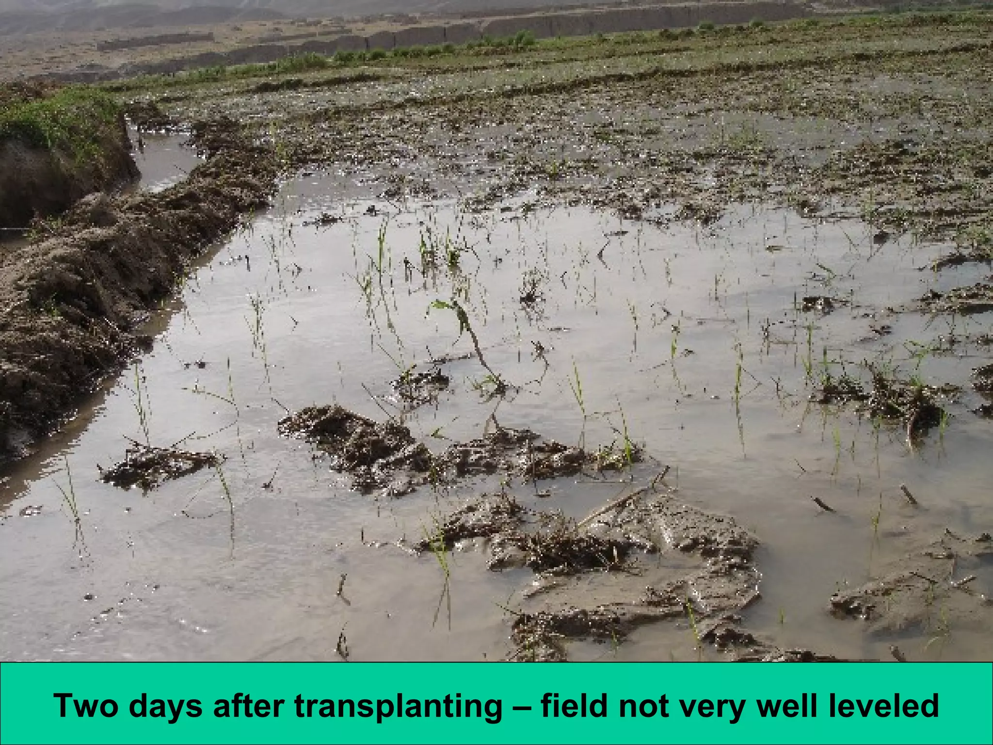 Two days after transplanting – field not very well leveled 