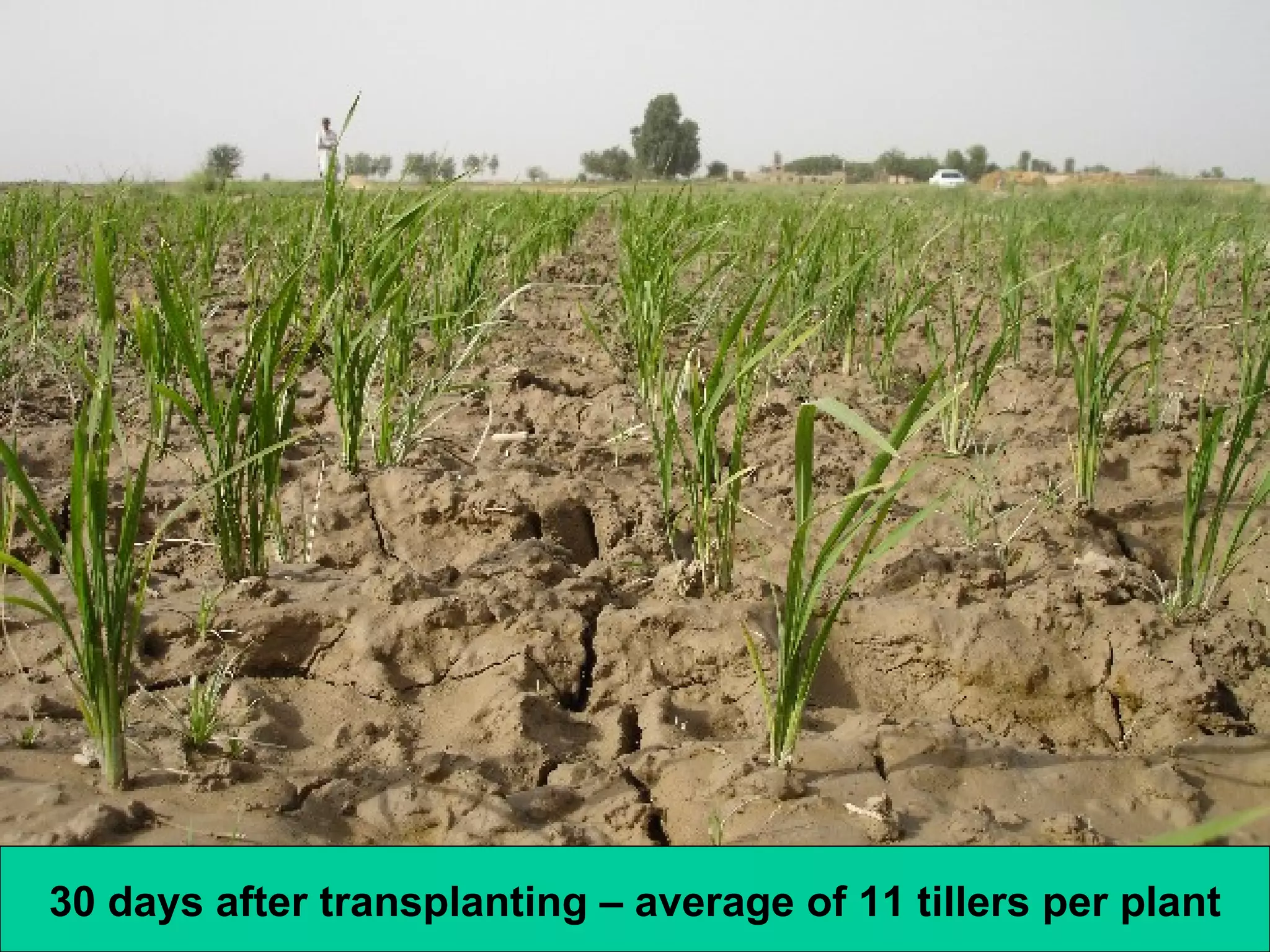 30 days after transplanting – average of 11 tillers per plant 