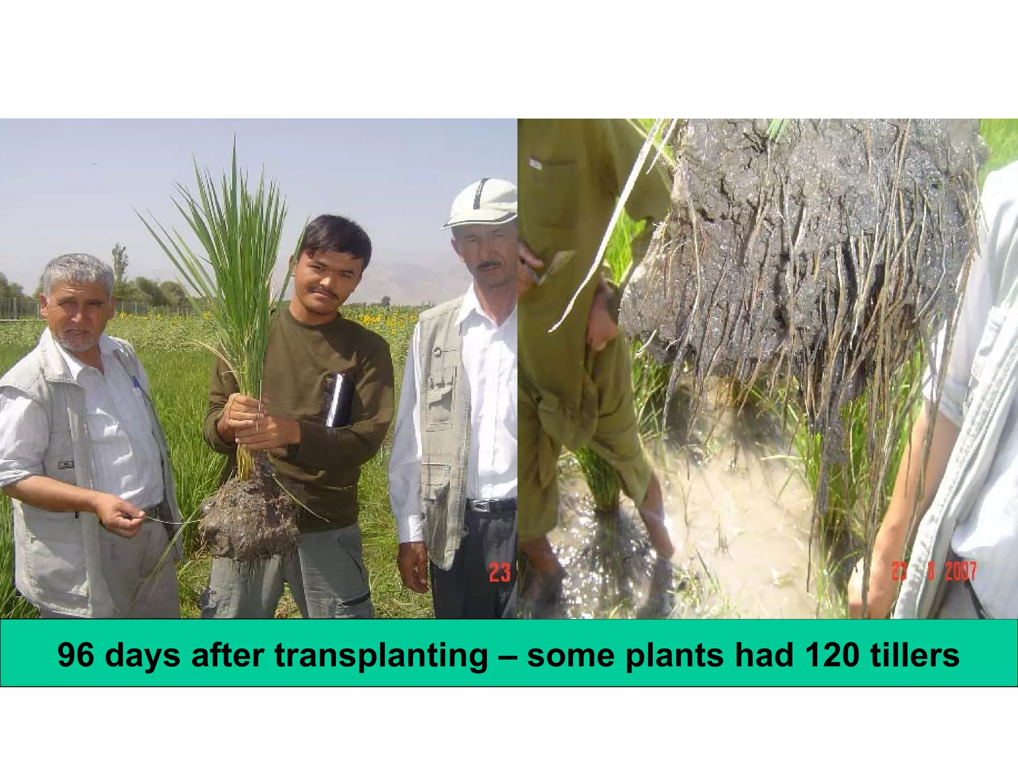 96 days after transplanting – some plants had 120 tillers 