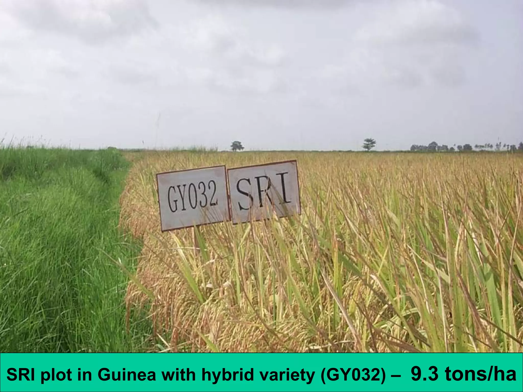 SRI plot in Guinea with hybrid variety (GY032) –  9.3 tons/ha 