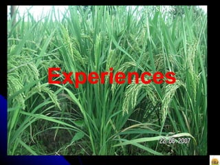 slides Experiences 