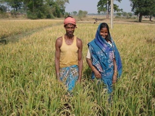 0716 The System of Rice Intensification in Jharkhand and Bihar Bringing ...