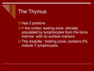 The Thymus Has 2 portions > the cortex; waiting zone; densely populated by lymphocytes from the bone marrow  with no surface markers The medulla : holding zone; contains 5% mature T lymphocytes, 