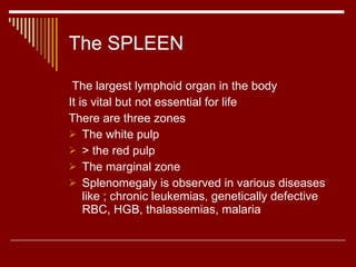 The SPLEEN The largest lymphoid organ in the body It is vital but not essential for life There are three zones The white pulp > the red pulp The marginal zone  Splenomegaly is observed in various diseases like ; chronic leukemias, genetically defective RBC, HGB, thalassemias, malaria 