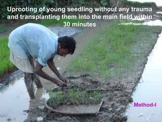 Uprooting of young seedling without any trauma and transplanting them into the main field within 30 minutes Method-I 