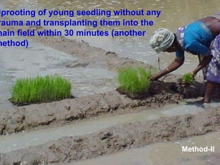 Uprooting of young seedling without any trauma and transplanting them into the main field within 30 minutes (another metho...