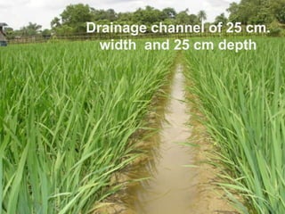 Drainage channel of 25 cm. width  and 25 cm depth 