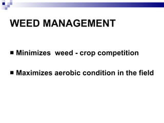 WEED MANAGEMENT <ul><li>Minimizes  weed - crop competition </li></ul><ul><li>Maximizes aerobic condition in the field </li...