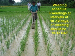 Weeding schedule: 3 weedings at intervals of  10 -12 days, 1 st  weeding should be  10-12 DAT 