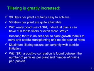 Tillering is greatly increased: <ul><li>30 tillers per plant are fairly easy to achieve </li></ul><ul><li>50 tillers per p...