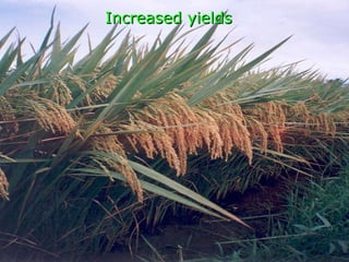 Increased yields 