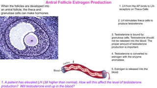 Antral Follicle Estrogen Production
1. LH from the AP binds to LH-
receptors on Theca Cells
2. LH stimulates theca cells to
produce testosterone.
3. Testosterone is bound by
granulosa cells. Testosterone should
not be released into the blood. The
proper amount of testosterone
production is important.
4. Testosterone is converted to
estrogen with the enzyme
aromatase.
5. Estrogen is released into the
blood.
1. A patient has elevated LH (3X higher than normal). How will this affect the level of testosterone
production? Will testosterone end up in the blood?
When the follicles are developed into
an antral follicle, the theca and
granulosa cells can make hormones.
 