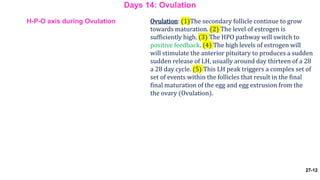 27-12
Ovulation: (1)The secondary follicle continue to grow
towards maturation. (2) The level of estrogen is
sufficiently high. (3) The HPO pathway will switch to
positive feedback. (4) The high levels of estrogen will
will stimulate the anterior pituitary to produces a sudden
sudden release of LH, usually around day thirteen of a 28
a 28 day cycle. (5) This LH peak triggers a complex set of
set of events within the follicles that result in the final
final maturation of the egg and egg extrusion from the
the ovary (Ovulation).
Days 14: Ovulation
H-P-O axis during Ovulation
 