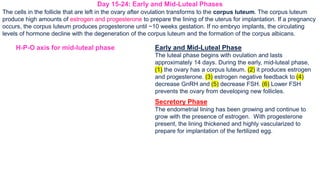 The cells in the follicle that are left in the ovary after ovulation transforms to the corpus luteum. The corpus luteum
produce high amounts of estrogen and progesterone to prepare the lining of the uterus for implantation. If a pregnancy
occurs, the corpus luteum produces progesterone until ~10 weeks gestation. If no embryo implants, the circulating
levels of hormone decline with the degeneration of the corpus luteum and the formation of the corpus albicans.
Early and Mid-Luteal Phase
The luteal phase begins with ovulation and lasts
approximately 14 days. During the early, mid-luteal phase,
(1) the ovary has a corpus luteum. (2) it produces estrogen
and progesterone. (3) estrogen negative feedback to (4)
decrease GnRH and (5) decrease FSH. (6) Lower FSH
prevents the ovary from developing new follicles.
Day 15-24: Early and Mid-Luteal Phases
H-P-O axis for mid-luteal phase
Secretory Phase
The endometrial lining has been growing and continue to
grow with the presence of estrogen. With progesterone
present, the lining thickened and highly vascularized to
prepare for implantation of the fertilized egg.
 