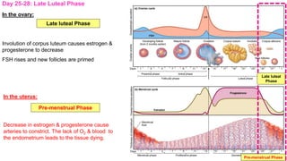 In the ovary:
Late Luteal Phase
Involution of corpus luteum causes estrogen &
progesterone to decrease
FSH rises and new follicles are primed
In the uterus:
Pre-menstrual Phase
Decrease in estrogen & progesterone cause
arteries to constrict. The lack of O2 & blood to
the endometrium leads to the tissue dying.
Day 25-28: Late Luteal Phase
Late luteal
Phase
Pre-menstrual Phase
Late luteal Phase
Pre-menstrual Phase
 