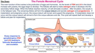 27-3
The Ovary
The main function of the ovaries is the production of eggs and hormones. As the levels of FSH and LH in the blood
increase with puberty, the eggs begin to develop. The follicles will start to make estrogen when it develops into the
secondary follicle stage. When the follicle reaches maturity, LH will stimulate ovulation. After Ovulation, the oocyte is
in the fallopian tube. The remaining follicle will form the corpus luteum and secrete estrogen and progesterone. If
implantation and pregnancy occurs, the corpus luteum will remain and support the pregnancy. If implantation does not
occur and the corpus luteum will shrivel to form the corpus albicans and die. The cycle will repeat itself and develop a
follicle and plan for implantation.
The Female Menstrual Cycle
Ovary response to
gonadotropins (FSH
and LH) leading to
follicular development
and ovulation Primary follicle Secondary follicle
mature follicle Ovulation Corpus luteum Corpus albicans
New follicles
 