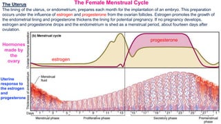 27-4
The Female Menstrual Cycle
The Uterus
The lining of the uterus, or endometrium, prepares each month for the implantation of an embryo. This preparation
occurs under the influence of estrogen and progesterone from the ovarian follicles. Estrogen promotes the growth of
the endometrial lining and progesterone thickens the lining for potential pregnancy. If no pregnancy develops,
estrogen and progesterone drops and the endometrium is shed as a menstrual period, about fourteen days after
ovulation.
Hormones
made by
the
ovary
Uterine
response to
the estrogen
and
progesterone
estrogen
progesterone
 