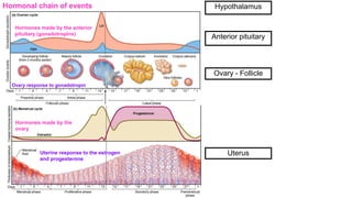 Hormonal chain of events
Anterior pituitary
Ovary - Follicle
Uterus
Hypothalamus
Hormones made by the anterior
pituitary (gonadotropins)
Hormones made by the
ovary
Ovary response to gonadotropin
Uterine response to the estrogen
and progesterone
 