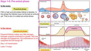 In the ovary:
Preantral phase
FSH is high and stimulates follicle to develop. In
this phase the follicles have not formed an antrum
yet. That is why it is called pre-antral phase.
In the uterus:
Menstrual Phase
Preantral follicles makes very little estrogen.
Estrogen supports endometrium growth. With low
estrogen & progesterone, the endometrium is not
supported and will slough off.
Day 1 of menstruation
Lasts 1-5 days
Days 1-5: Pre-antral phase
Preantral phase
menstrual phase
Preantral phase
menstrual phase
 