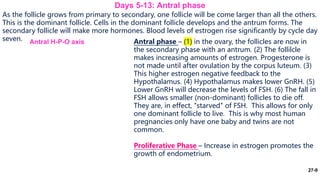 27-9
As the follicle grows from primary to secondary, one follicle will be come larger than all the others.
This is the dominant follicle. Cells in the dominant follicle develops and the antrum forms. The
secondary follicle will make more hormones. Blood levels of estrogen rise significantly by cycle day
seven.
Days 5-13: Antral phase
Antral phase – (1) in the ovary, the follicles are now in
the secondary phase with an antrum. (2) The follilcle
makes increasing amounts of estrogen. Progesterone is
not made until after ovulation by the corpus luteum. (3)
This higher estrogen negative feedback to the
Hypothalamus. (4) Hypothalamus makes lower GnRH. (5)
Lower GnRH will decrease the levels of FSH. (6) The fall in
FSH allows smaller (non-dominant) follicles to die off.
They are, in effect, "starved" of FSH. This allows for only
one dominant follicle to live. This is why most human
pregnancies only have one baby and twins are not
common.
Proliferative Phase – Increase in estrogen promotes the
growth of endometrium.
Antral H-P-O axis
 