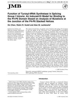 Function of Tyrosyl-tRNA Synthetase in Splicing
Group I Introns: An Induced-fit Model for Binding to
the P4-P6 Domain Based on Analysis of Mutations at
the Junction of the P4-P6 Stacked Helices
Xin Chen, Robin R. Gutell and Alan M. Lambowitz*
Institute for Cellular and
Molecular Biology, Department
of Chemistry and Biochemistry
and Sections of Molecular
Genetics and Microbiology and
Integrative Biology, School of
Biological Sciences, University
of Texas at Austin, Austin
TX 78712, USA
We used an Escherichia coli genetic assay based on the phage T4 td intron
to test the ability of the Neurospora crassa mitochondrial tyrosyl-tRNA
synthetase (CYT-18 protein) to suppress mutations that cause structural
defects around its binding site in the P4-P6 domain of the group I intron
catalytic core. We analyzed all possible combinations of nucleotides at
either P4 bp-1 or P6 bp-1, which together form the junction of the P4-P6
stacked helices, and looked for synergistic effects in double mutants.
Most mutations at either position inhibit self-splicing, but can be sup-
pressed by CYT-18. CYT-18 can compensate ef®ciently for mutations that
disrupt base-pairing at either P4 bp-1 or P6 bp-1, for mutations at P6 bp-
1 that disrupt the base-triple interaction with J3/4-3, and for nucleotide
substitutions at either position that are predicted to be suboptimal for
base stacking, based on the analysis of DNA four-way junctions. How-
ever, CYT-18 has dif®culty suppressing combinations of mutations at
P4 bp-1 and P6 bp-1 that simultaneously disrupt base-pairing and base
stacking. Thermal denaturation and Fe(II)-EDTA analysis showed that
mutations at the junction of the P4-P6 stacked helices lead to grossly
impaired tertiary-structure formation centered in the P4-P6 domain. CYT-
18-suppressible mutants bind the protein with Kd values up to 79-fold
higher than that for the wild-type intron, but in all cases tested, the koff
value for the complex remains within twofold of the wild-type value,
suggesting that the binding site can be formed properly and that the
increased Kd value re¯ects primarily an increased kon value for the bind-
ing of CYT-18 to the misfolded intron. Our results indicate that the P4/
P6 junction is a linchpin region, where even small nucleotide substi-
tutions grossly disrupt the catalytically-active group I intron tertiary
structure, and that CYT-18 binding induces the formation of the correct
structure in this region, leading to folding of the group I intron catalytic
core.
# 2000 Academic Press
Keywords: aminoacyl-tRNA synthetase; group I intron; ribozyme;
RNA splicing; RNA structure*Corresponding author
Introduction
Group I introns fold into a conserved tertiary
structure that is required for catalytic activity
(Michel & Westhof, 1990; Cech & Golden, 1999).
Although some group I introns are self-splicing
in vitro, most, if not all, require proteins to facilitate
RNA folding in vivo (reviewed by Lambowitz &
Perlman, 1990; Lambowitz et al., 1999). These pro-
teins either bind speci®cally to the intron RNAs
(Weeks & Cech, 1995; Shaw & Lewin, 1995;
E-mail address of the corresponding author:
lambowitz@mail.utexas.edu
Abbreviations used: DMS, dimethyl sulfate; Kan,
kanamycin; LSU, large subunit ribosomal RNA; MM,
minimal medium; MMT, minimal medium plus
thymine; mt, mitochondria; ORF, open reading frame;
phenol-CIA, phenol/chloroform/isoamyl alcohol
(25:24:1); TS, thymidylate synthase; TTM, minimal
medium plus thymine and trimethoprim; TyrRS,
tyrosyl-tRNA synthetase.
doi:10.1006/jmbi.2000.3963 available online at http://www.idealibrary.com on J. Mol. Biol. (2000) 301, 265±283
0022-2836/00/020265±19 $35.00/0 # 2000 Academic Press
 