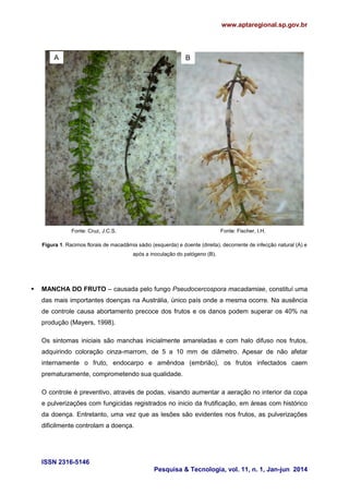 www.aptaregional.sp.gov.br
ISSN 2316-5146
Pesquisa & Tecnologia, vol. 11, n. 1, Jan-jun 2014
Figura 1. Racimos florais de macadâmia sádio (esquerda) e doente (direita), decorrente de infecção natural (A) e
após a inoculação do patógeno (B).
 MANCHA DO FRUTO – causada pelo fungo Pseudocercospora macadamiae, constituí uma
das mais importantes doenças na Austrália, único país onde a mesma ocorre. Na ausência
de controle causa abortamento precoce dos frutos e os danos podem superar os 40% na
produção (Mayers, 1998).
Os sintomas iniciais são manchas inicialmente amareladas e com halo difuso nos frutos,
adquirindo coloração cinza-marrom, de 5 a 10 mm de diâmetro. Apesar de não afetar
internamente o fruto, endocarpo e amêndoa (embrião), os frutos infectados caem
prematuramente, comprometendo sua qualidade.
O controle é preventivo, através de podas, visando aumentar a aeração no interior da copa
e pulverizações com fungicidas registrados no inicio da frutificação, em áreas com histórico
da doença. Entretanto, uma vez que as lesões são evidentes nos frutos, as pulverizações
dificilmente controlam a doença.
A B
Fonte: Cruz, J.C.S. Fonte: Fischer, I.H.
 
