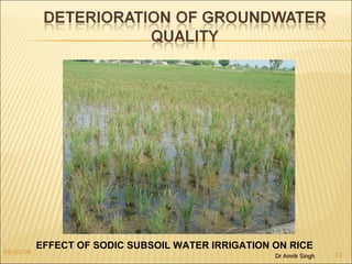 EFFECT OF SODIC SUBSOIL WATER IRRIGATION ON RICE 08/03/09 Dr Amrik Singh 
