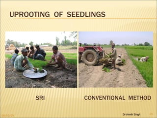   SRI  CONVENTIONAL  METHOD UPROOTING  OF  SEEDLINGS 08/03/09 Dr Amrik Singh 