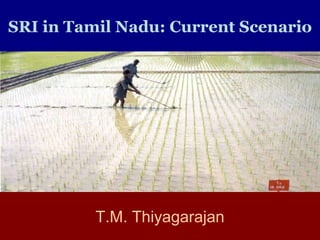 SRI in Tamil Nadu: Current Scenario T.M. Thiyagarajan 