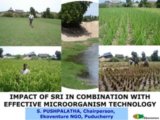 S. PUSHPALATHA, Chairperson,  Ekoventure NGO, Puducherry IMPACT OF SRI IN COMBINATION WITH EFFECTIVE MICROORGANISM TECHNOLOGY 