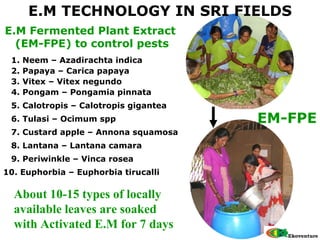 E.M Fermented Plant Extract  (EM-FPE) to control pests E.M TECHNOLOGY IN SRI FIELDS 10. Euphorbia – Euphorbia tirucalli 2....
