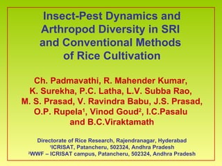 Insect-Pest Dynamics and Arthropod Diversity in SRI  and   Conventional Methods  of Rice Cultivation Ch. Padmavathi, R. Mahender Kumar,  K. Surekha, P.C. Latha, L.V. Subba Rao,  M. S. Prasad, V. Ravindra Babu, J.S. Prasad, O.P. Rupela 1 , Vinod Goud 2 , I.C.Pasalu  and B.C.Viraktamath Directorate of Rice Research, Rajendranagar, Hyderabad 1 ICRISAT, Patancheru, 502324, Andhra Pradesh 2 WWF – ICRISAT campus, Patancheru, 502324, Andhra Pradesh 