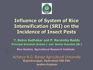 Influence of System of Rice Intensification (SRI) on the Incidence of Insect Pests ,[object Object],[object Object],[object Object],[object Object],[object Object]