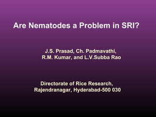 Are Nematodes a Problem in SRI?  Directorate of Rice Research,  Rajendranagar, Hyderabad-500 030 J.S. Prasad, Ch. Padmavathi,  R.M. Kumar, and L.V.Subba Rao 