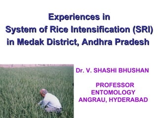 Experiences in System of Rice Intensification (SRI) in Medak District, Andhra Pradesh  Dr. V. SHASHI BHUSHAN    PROFESSOR ENTOMOLOGY ANGRAU, HYDERABAD 