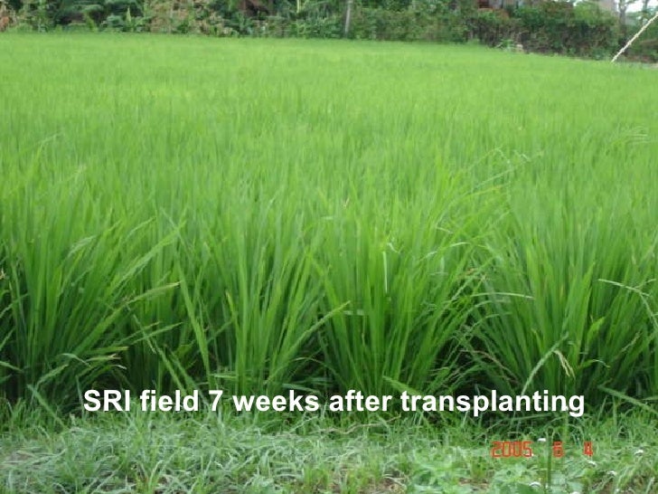 0735 Facing the Ecology of Green Revolution Rice: The ...