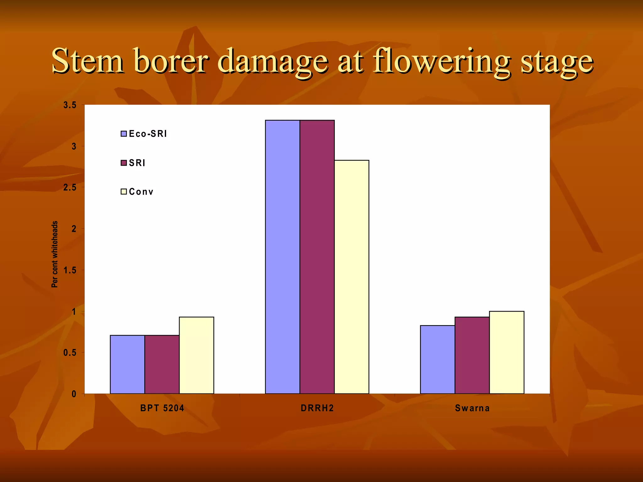 Stem borer damage at flowering stage 