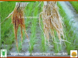 Vigorous root system (right ) under SRI SRI Conventional 